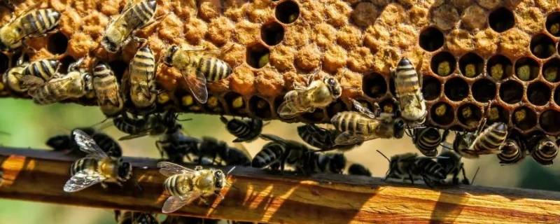 蜜蜂的特点和生活特征(蜜蜂的生活特征)
