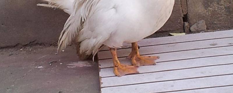 鸭子的脚像什么形状图片(小鸭子的脚像什么形状)