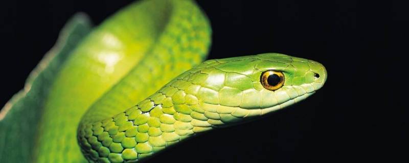 绿色的蛇有几种图片(绿色的蛇有几种)