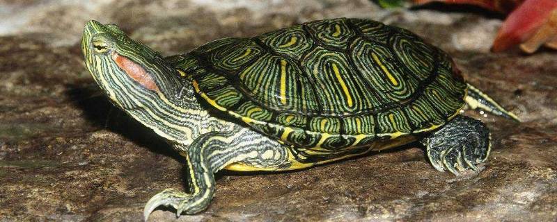 乌龟能活多少年它的寿命是多少年(乌龟能活多少年的寿命)