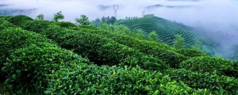四大名茶之一的龙井茶产地是哪里?(四大名茶之一的龙井产自哪里)