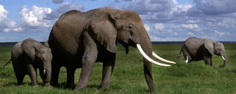 大象能吃什么食物(什么动物可以吃大象)