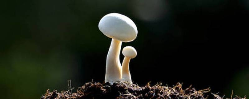 蘑菇结构示意图(蘑菇结构图及名称)