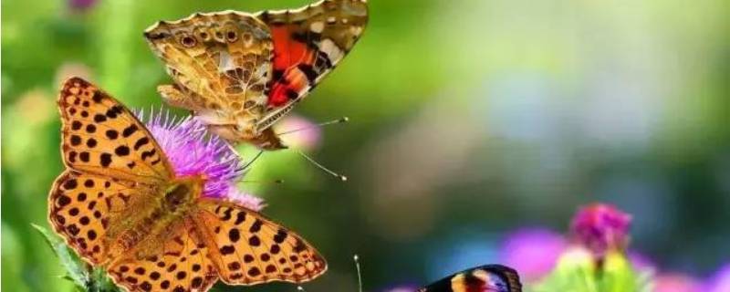 蝴蝶的外观和特点(描写蝴蝶的外形和特点是什么)