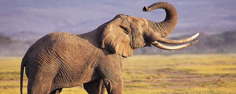 大象重量是多少吨(大象重量一般有几吨)