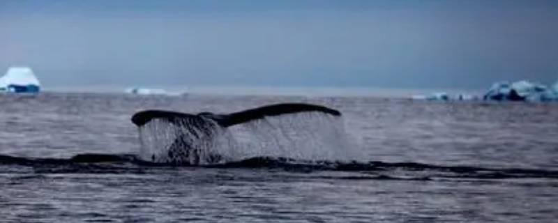 鲸鱼有多大和多长(鲸鱼有多大多重图片)