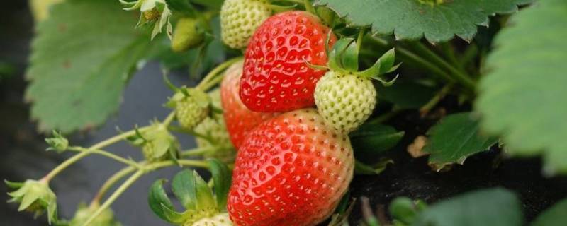 草莓是热性还是凉性经期可以吃吗(蓝莓是热性还是凉性)