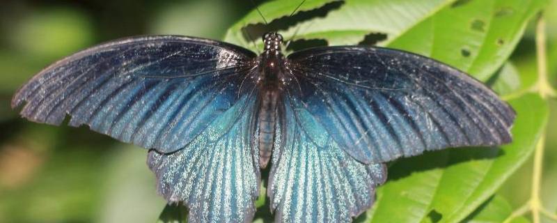蝴蝶的外形特点和生活特征,蝴蝶的特性和特征