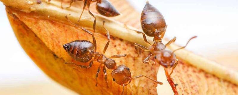 家里有小黄蚂蚁的原因(家里的小黄蚂蚁是从哪里来的)