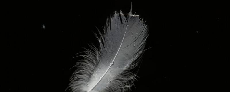 羽毛的寓意和象征风水(一根羽毛的寓意和象征)
