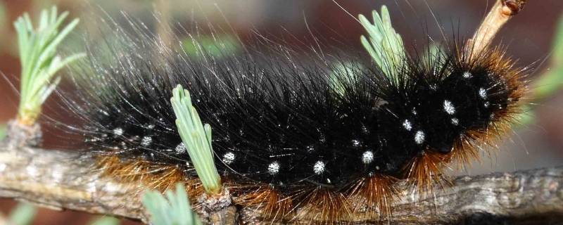 南方常见黑色的毛毛虫有毒吗,南方常见黑色的毛毛虫叫什么