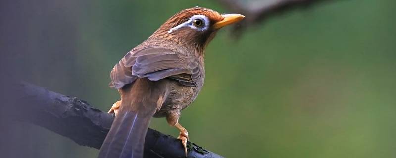 野生画眉鸟是国家几级保护动物(画眉鸟是国家几级保护动物?)