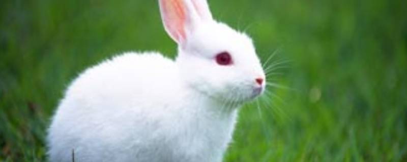 关于兔子的谜语(有趣的)(关于兔子的谜语幼儿园)