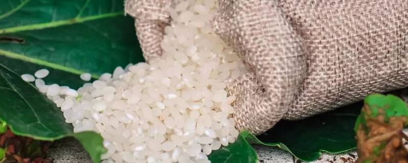 粳米与大米的区别(粳米是大米吗)