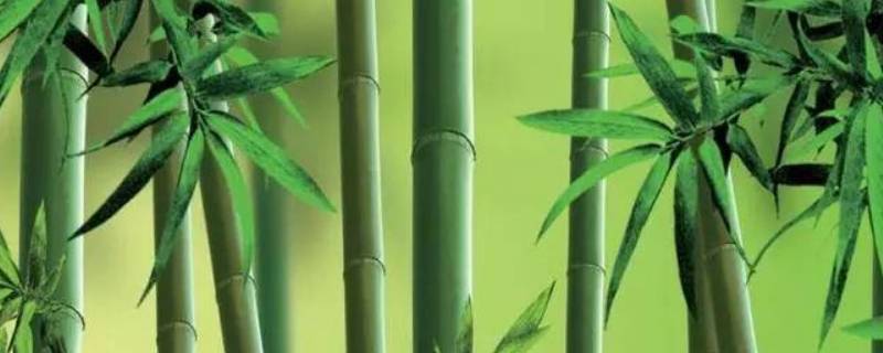竹子的外形特征描写,竹子的外形特征