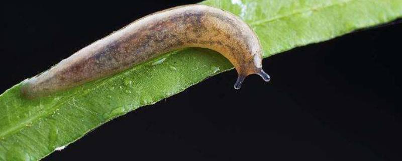 黏黏虫怎么产生的,粘粘虫爬过的地方有毒吗