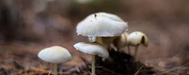 白色蘑菇有哪几种(白色蘑菇有哪几种图片)