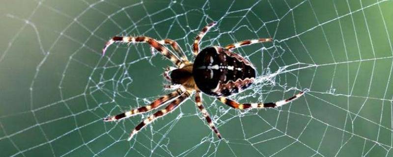 蜘蛛织网的原理(蜘蛛织网作用)