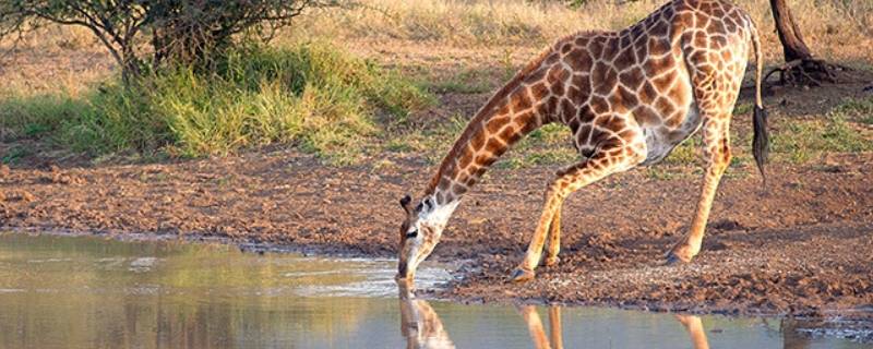 长颈鹿怎么喝水的图片(长颈鹿怎么喝水的视频)