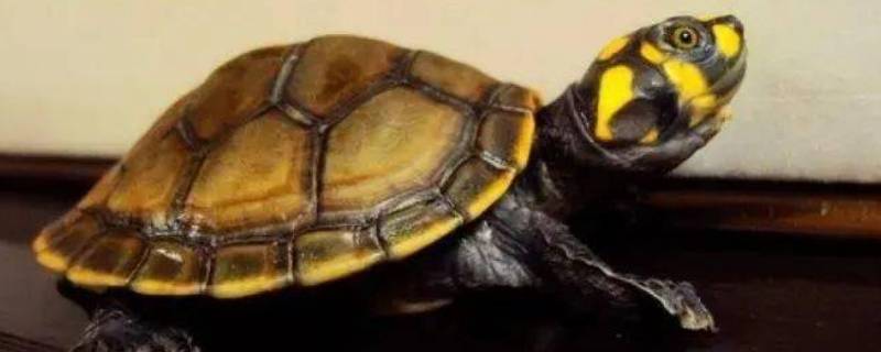 黄头侧颈龟是保护动物吗?(黄头侧颈龟是保护动物吗2021)