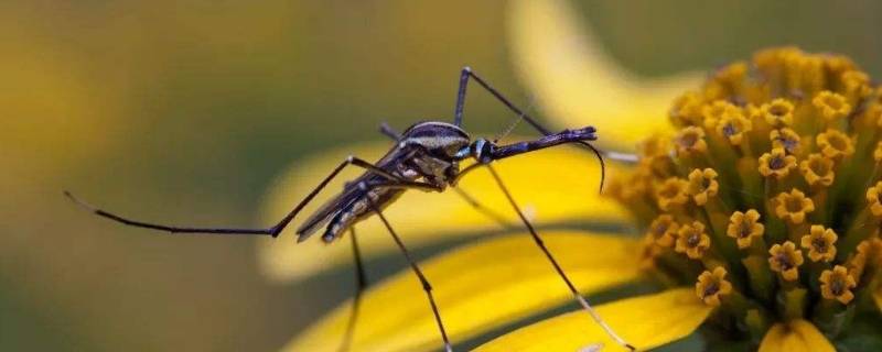 蚊子能活几天寿命(蚊子最长的寿命是多长)