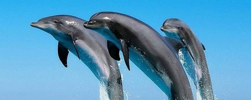 海豚的生殖方式是胎生吗(海豚的生育方式)
