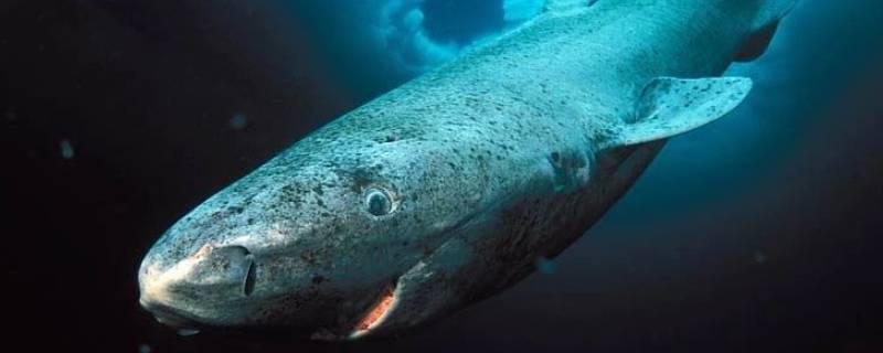 格陵兰睡鲨为什么能活那么久(格陵兰睡鲨能活多少岁)