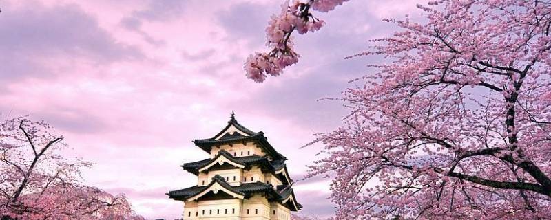 樱花为什么是日本国花和民族精神的象征(樱花为什么是日本的国花)