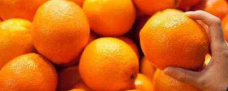 桔子与橙子的营养区别(柑橘和桔子有什么区别)