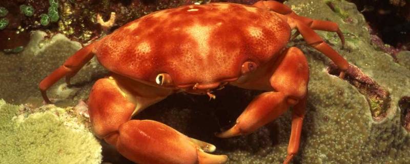 八只螃蟹多少只脚(8只螃蟹有几条腿?)