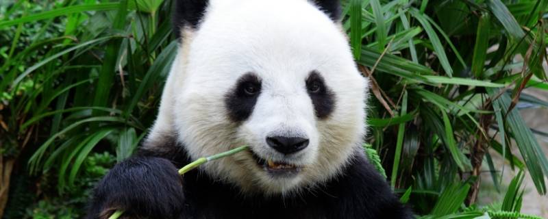 关于大熊猫的知识(大熊猫的知识资料大全)