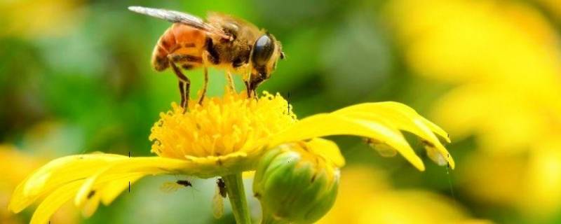 蜜蜂是怎样制作蜂蜜的(蜜蜂产蜜过程视频动画)