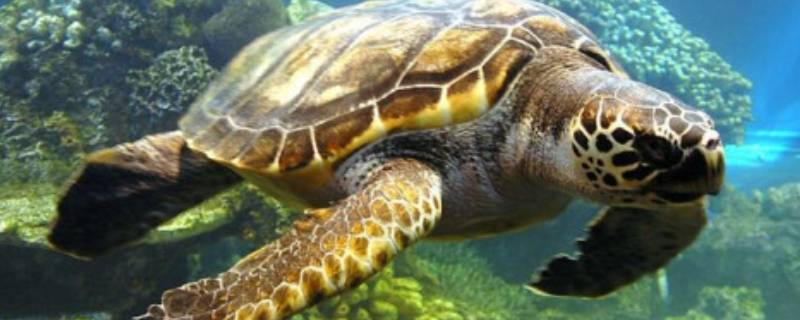 海龟的寿命有多长(海龟的寿命一般多少年)