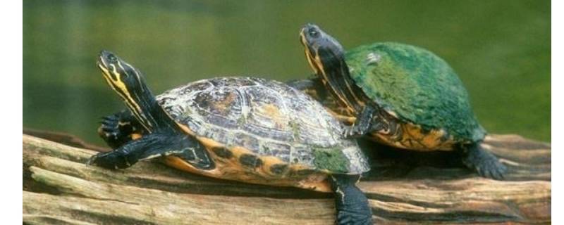 怎么看乌龟的年龄和性别(巴西龟怎么看乌龟的年龄)