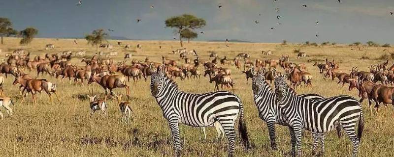 非洲大草原有哪些动物图片(非洲大草原有哪些动物 逻辑狗)