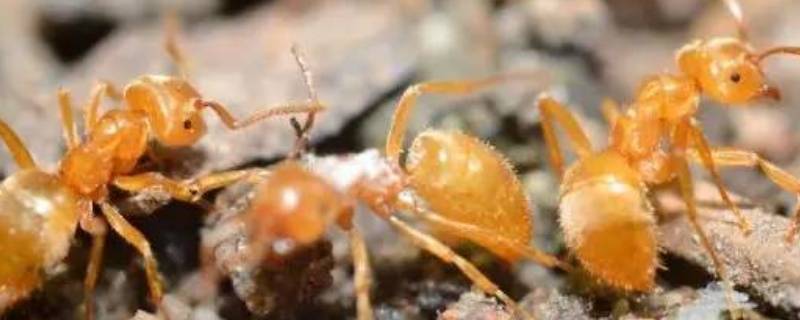 黄蚂蚁为什么会出现在家里(家里有小黄蚂蚁是什么原因造成的)