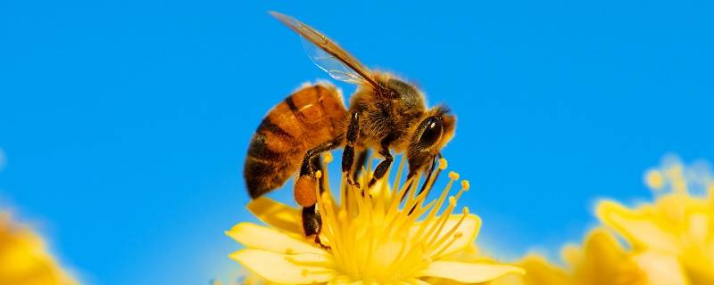 中国蜜蜂有几种类型的(中国有多少种蜜蜂)