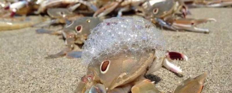 大闸蟹为什么吐泡泡(螃蟹为什么要吐泡泡呢)