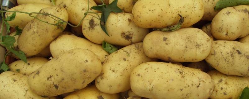土豆保存方法 家庭(红薯如何保存一年)