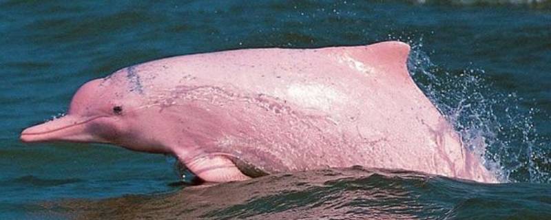 粉色海豚是怎么回事(有粉色海豚吗)