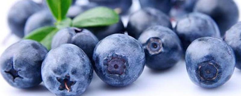 清洗蓝莓的正确方法兰梅的营养什么(蓝莓的正确的清洗方法)