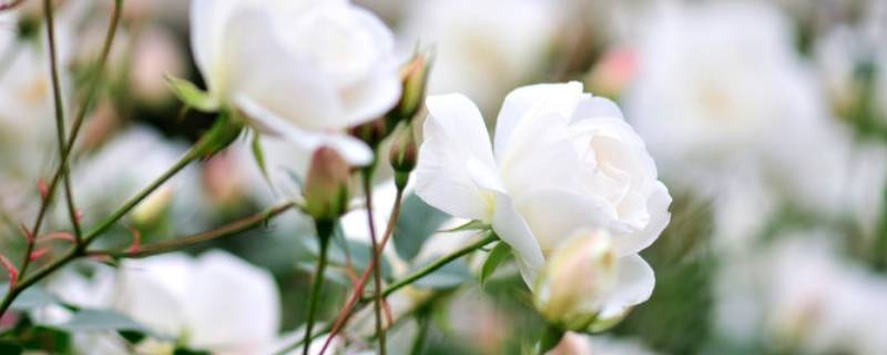 白玫瑰寓意是什么意思向日葵(白玫瑰寓意是什么意思14含义朵玫瑰花)