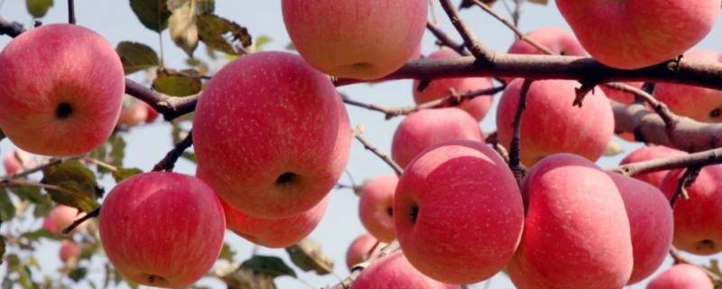 陕西洛川苹果批发多少钱一斤(陕西洛川苹果产地在哪里)