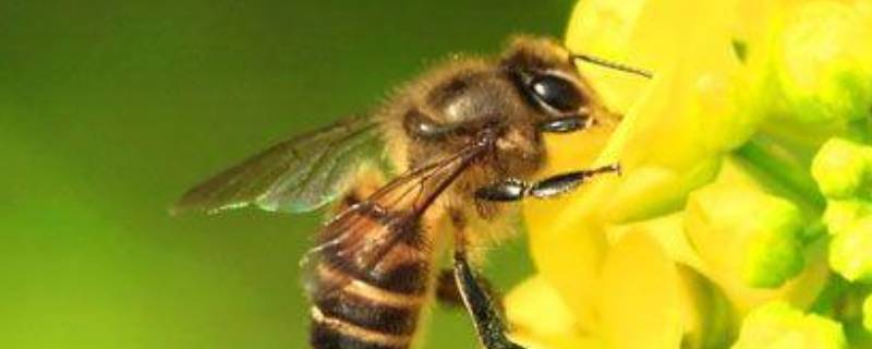 蜜蜂最怕什么味道会死(蜜蜂怕不怕噪音)