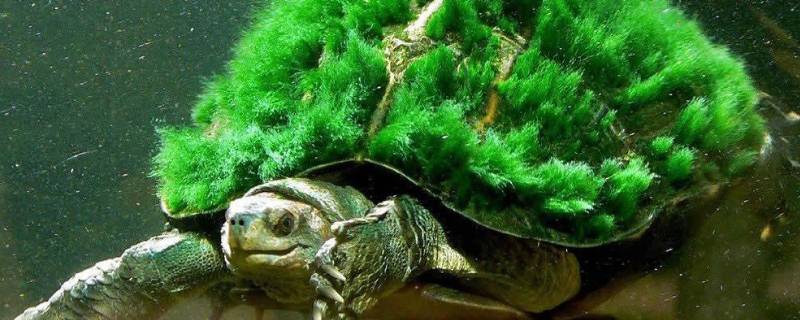 绿毛龟的特点是什么(绿毛龟的特点和外形)