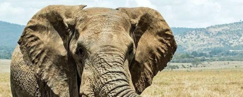 大象耳朵的作用是什么二年级(大象耳朵的作用是什么?)