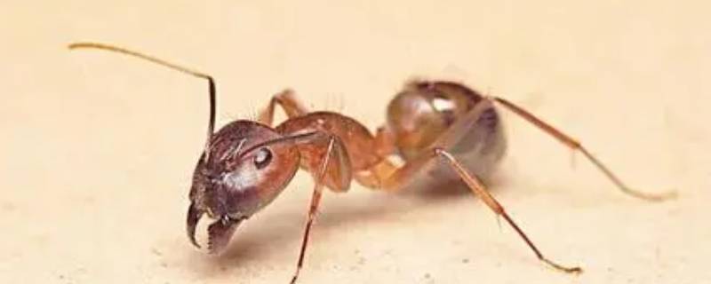 蚂蚁的秘密有哪些(蚂蚁的秘密有哪些图片)