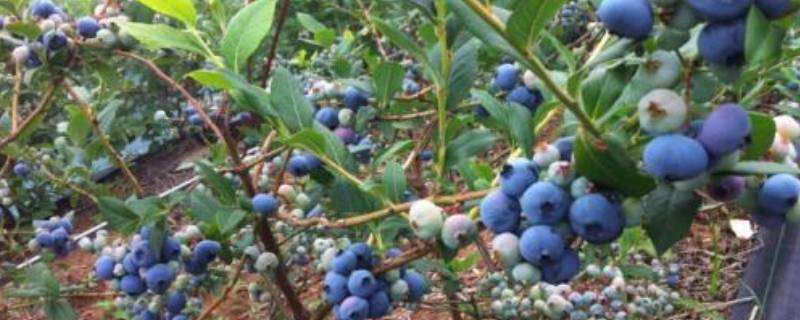 蓝莓长在树上还是地上(蓝莓长在树上还是地上图片)