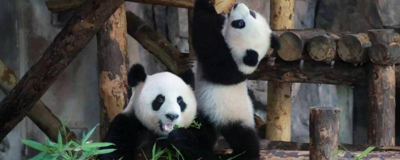 大熊猫哪些地方是白色的哪些地方是黑色的,大熊猫哪些地方是白色的