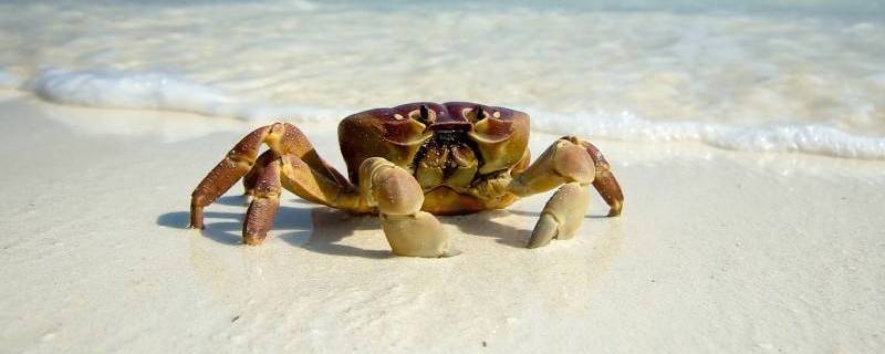 螃蟹休眠和死亡的区别(螃蟹冬眠了还是死了)